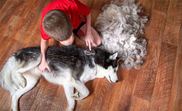 brosses pour Husky