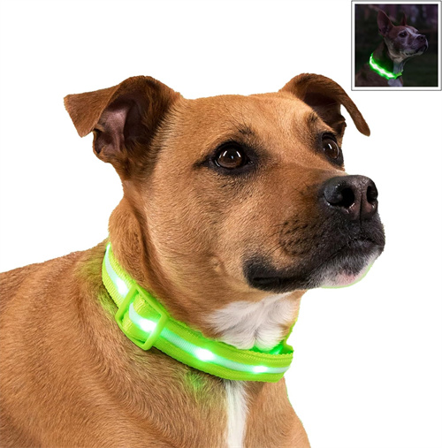 meilleur collier pour Husky