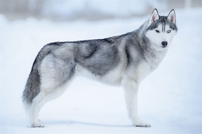 10 melhores alimentos para cães huskies