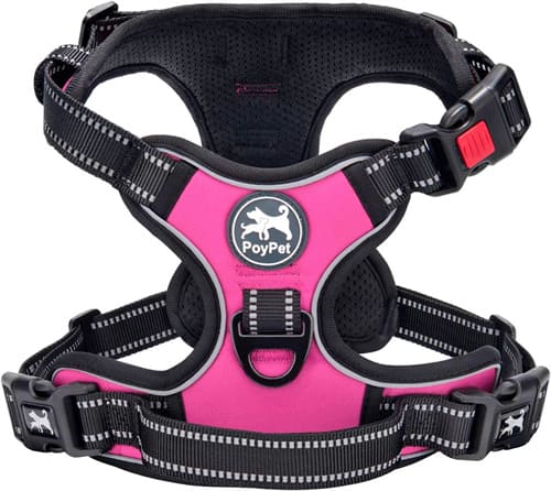 Best Harness for Husky