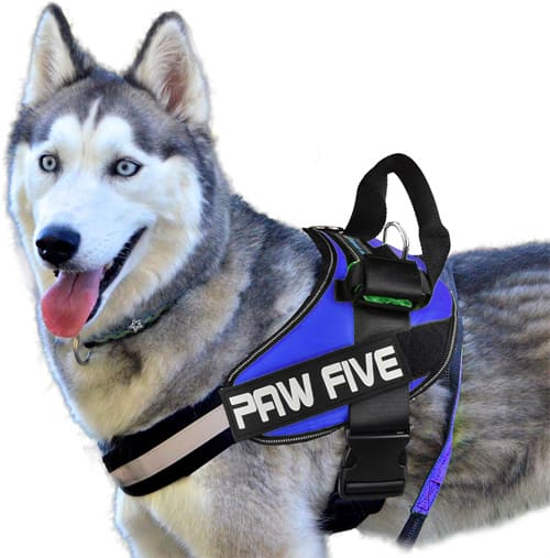 Melhor arnês para Husky