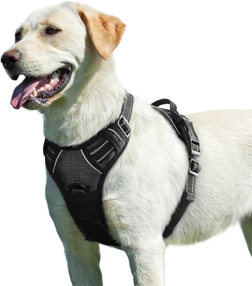 Best Harness for Husky