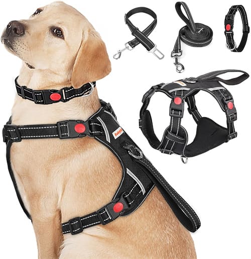 Best Harness for Husky