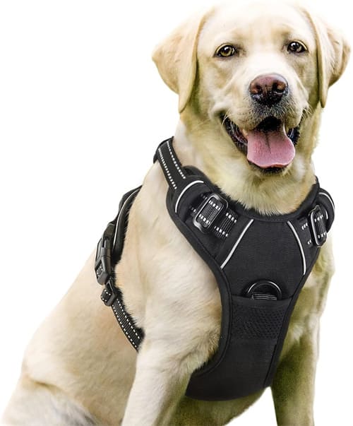 Best Harness for Husky