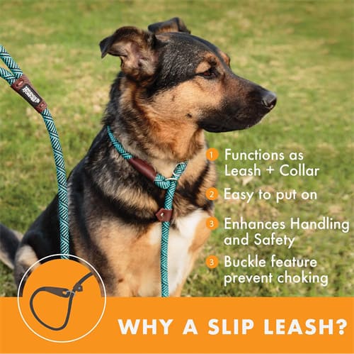 10 best leashes for husky