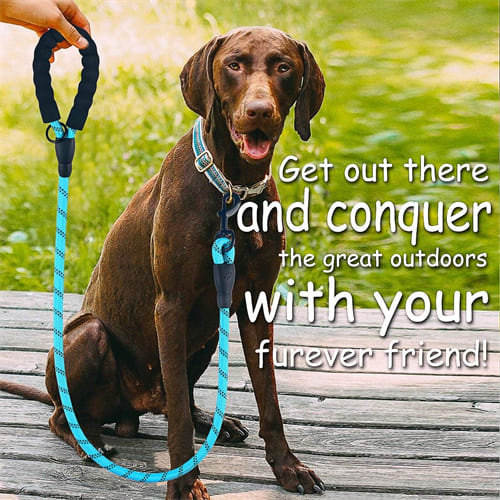 10 best leashes for husky