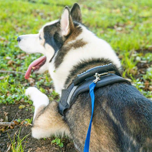 10 best leashes for husky