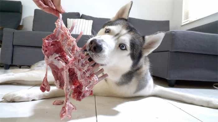 Can huskies eat bones