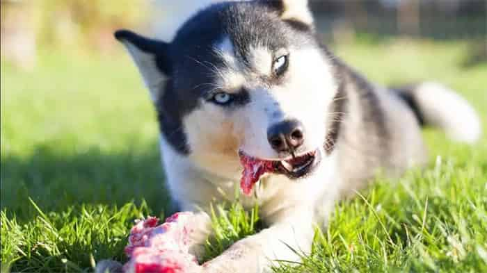 Os huskies podem comer ossos