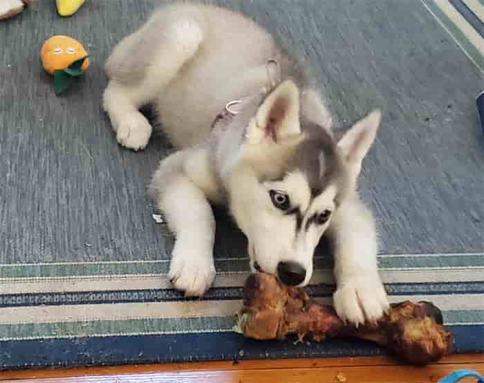 Can huskies eat bones