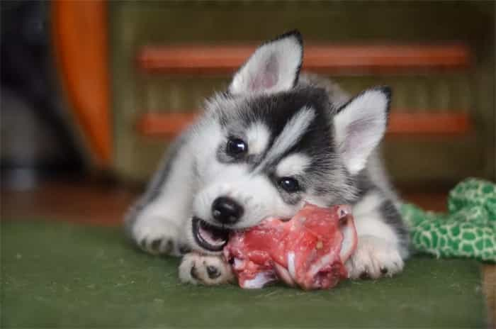 Os huskies podem comer ossos