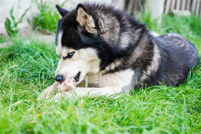 Os huskies podem comer ossos