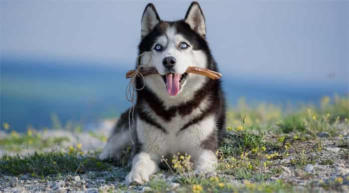 ¿Pueden los huskies comer huesos?