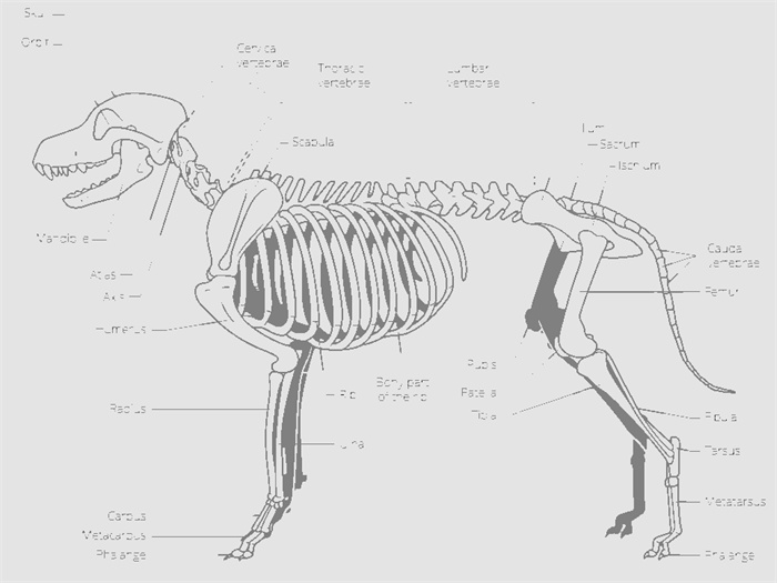 Bir köpeğin en büyük kemiği nedir?