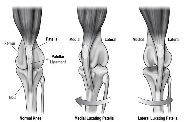 dog Lumping patella