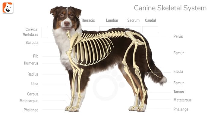 犬にとっての骨の重要性