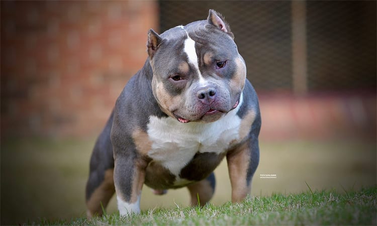 Quanto custa um Pit Bull