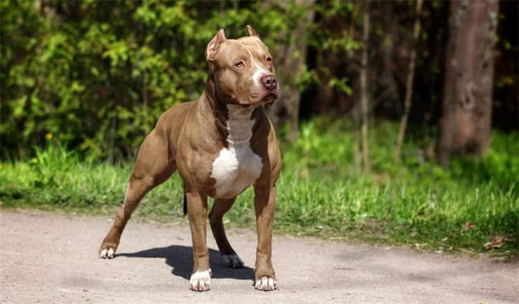 Wie viel kostet ein Pit Bull?