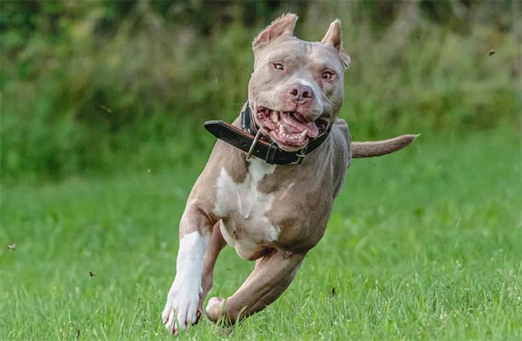 ¿Cuánto cuesta un Pit Bull?