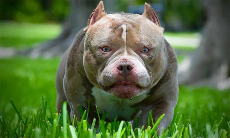 Quanto costa un Pit Bull