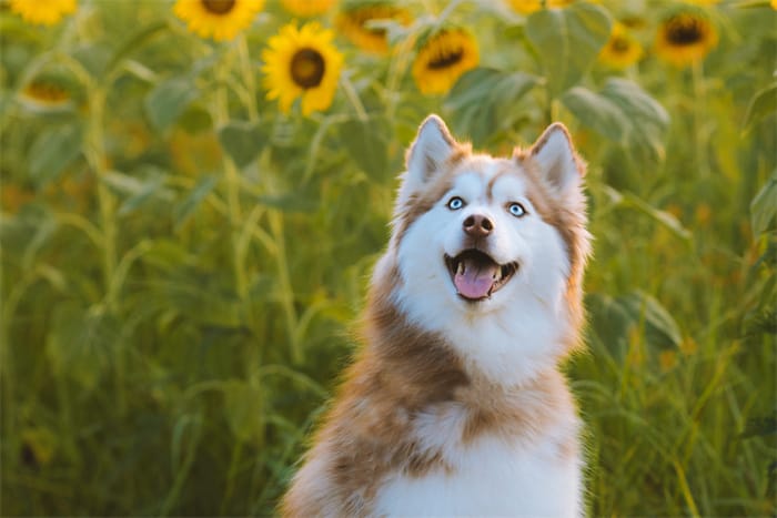 什么是肯索哈士奇混种犬