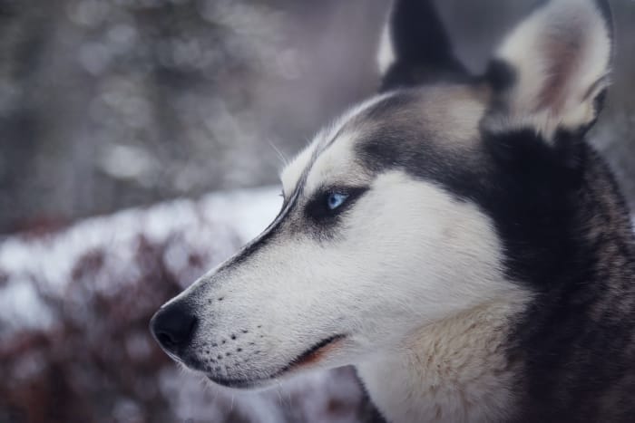 Vad är Cane Corso Husky Mix01