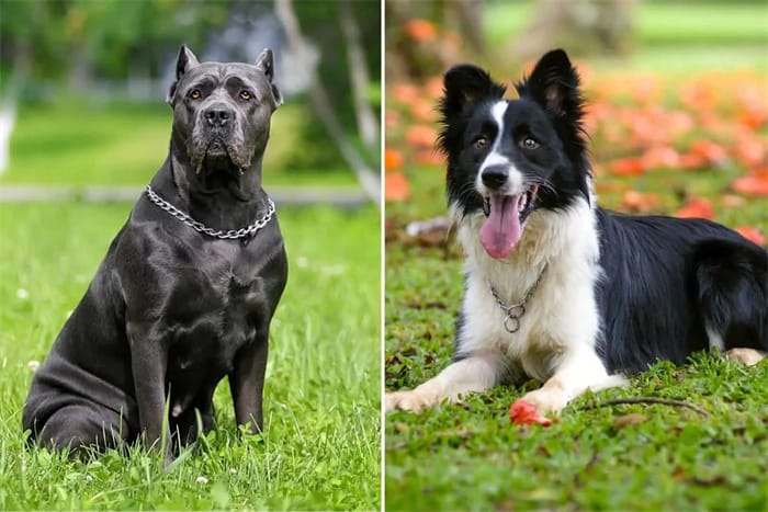 Qu'est-ce que le Cane Corso Husky Mix01