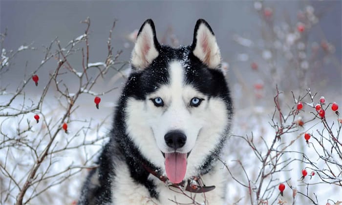 O que é o Cane Corso Husky Mix