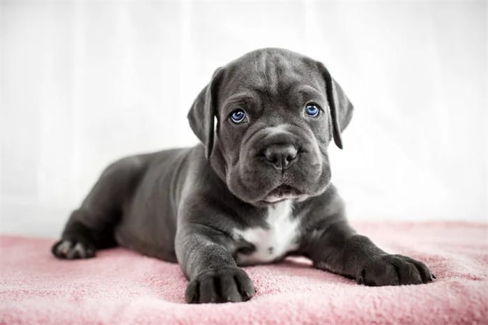 Was ist Cane Corso Husky Mix01