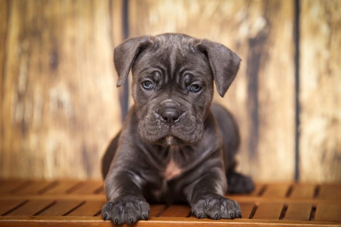 Was ist Cane Corso Husky Mix01