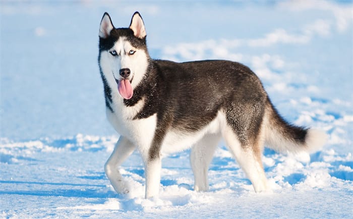 Was ist ein Cane Corso-Husky-Mix