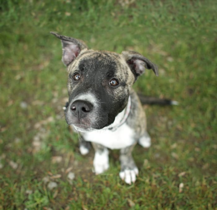 Qué es el Cane Corso Husky Mix01