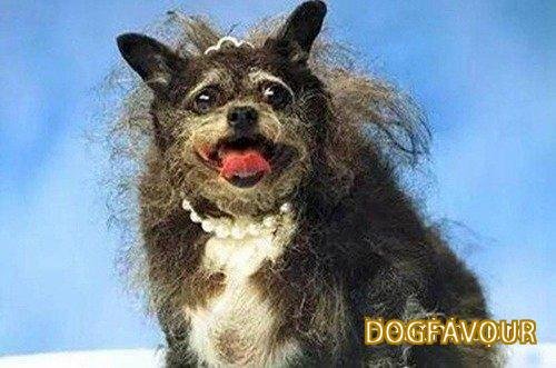 The World’s Top 10 Ugliest Dog Breeds List-10