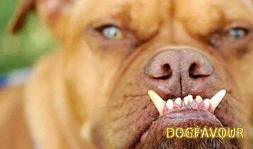 The World’s Top 10 Ugliest Dog Breeds List-3