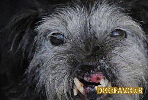 The World’s Top 10 Ugliest Dog Breeds List-6