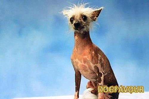 The World’s Top 10 Ugliest Dog Breeds List-5