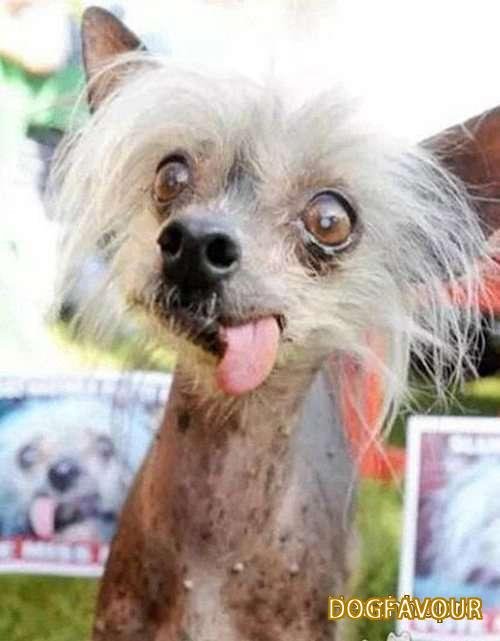 The World’s Top 10 Ugliest Dog Breeds List-8