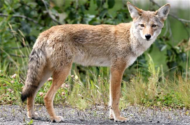 coyote