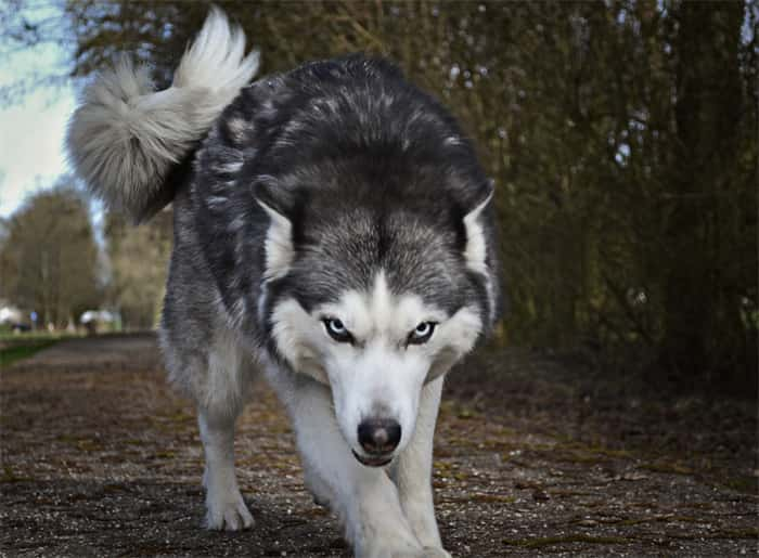 Os huskies siberianos são agressivos