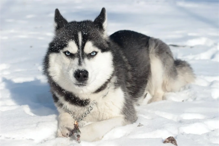 Sind sibirische Huskys aggressiv?