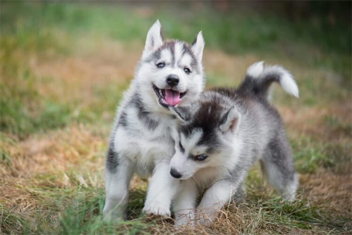 Sind sibirische Huskys aggressiv?