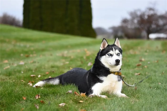 Why is my husky losing so much hair?