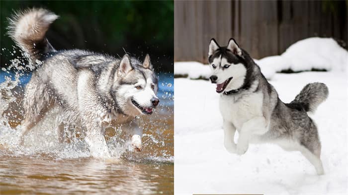 Sind sibirische Huskys aggressiv?