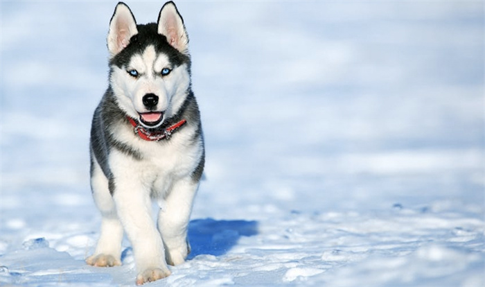 Er siberian huskyer aggressive?