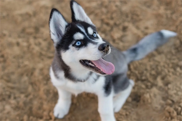 Sind sibirische Huskys aggressiv?