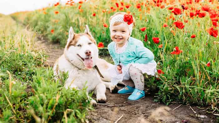 Können Siberian Huskies gut mit Kindern umgehen?