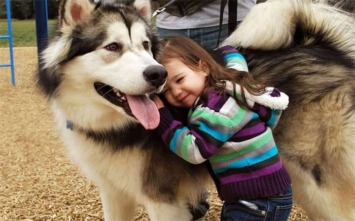 Os huskies siberianos são bons com crianças