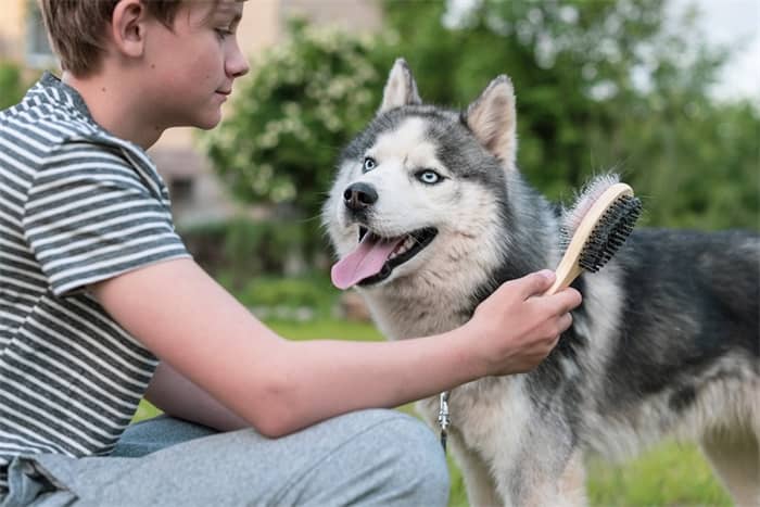 ¿Son buenos los huskies siberianos con los niños?