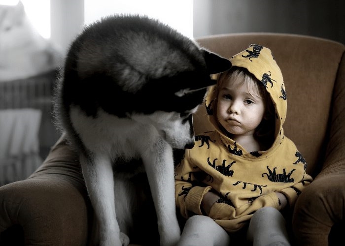 Zijn Siberische husky's goed met kinderen?