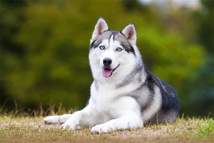 Zijn Husky Hypoallergeen